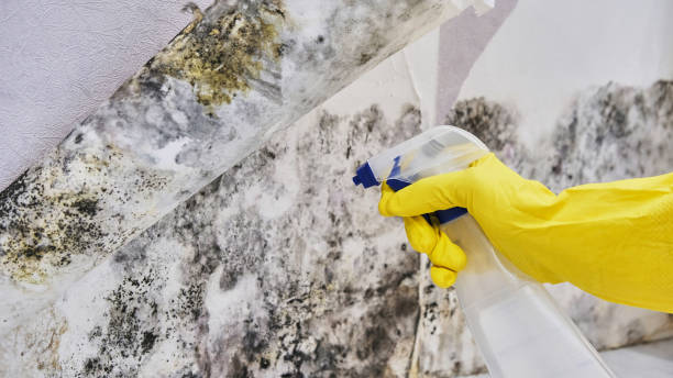 Best Mold removal after water damage  in Mountain Green, UT
