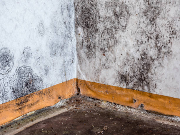 Water damage restoration insurance claims in Mountain Green, UT