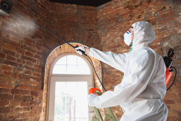 Best Water damage restoration services  in Mountain Green, UT
