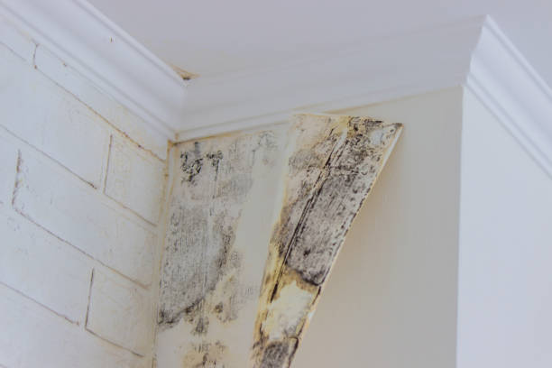 Best Sewage cleanup and water damage restoration  in Mountain Green, UT